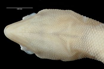 Media type: image;   Herpetology R-12084